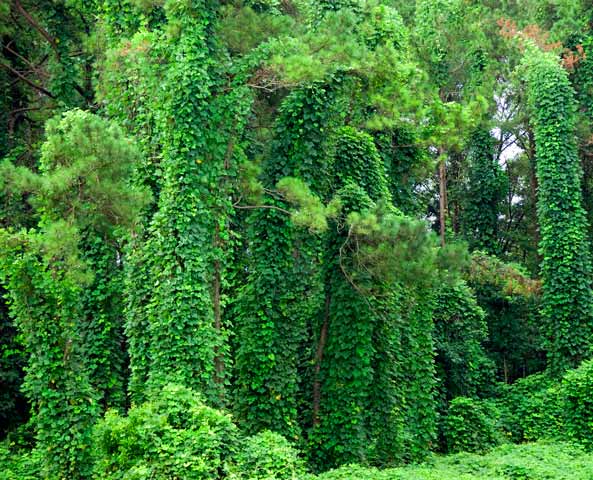 Kudzu may be a weed, but it contains lots of beneficial quercetin.