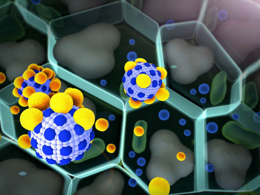 Bioavailability of Quercetin How well is quercetin absorbed in the body?